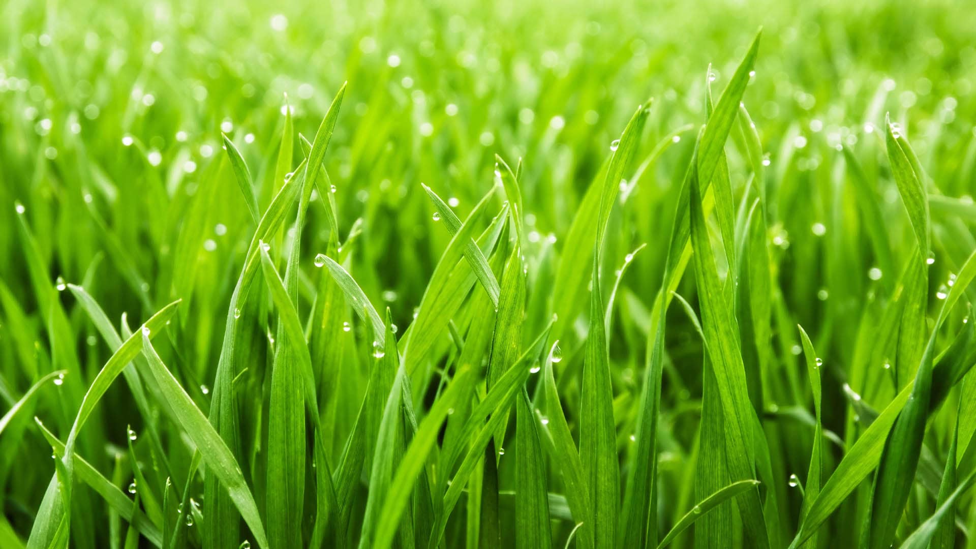 Lawn Mowing in Hood County Image