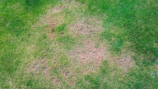 Common Lawn Problems Homeowners Face in Late Summer