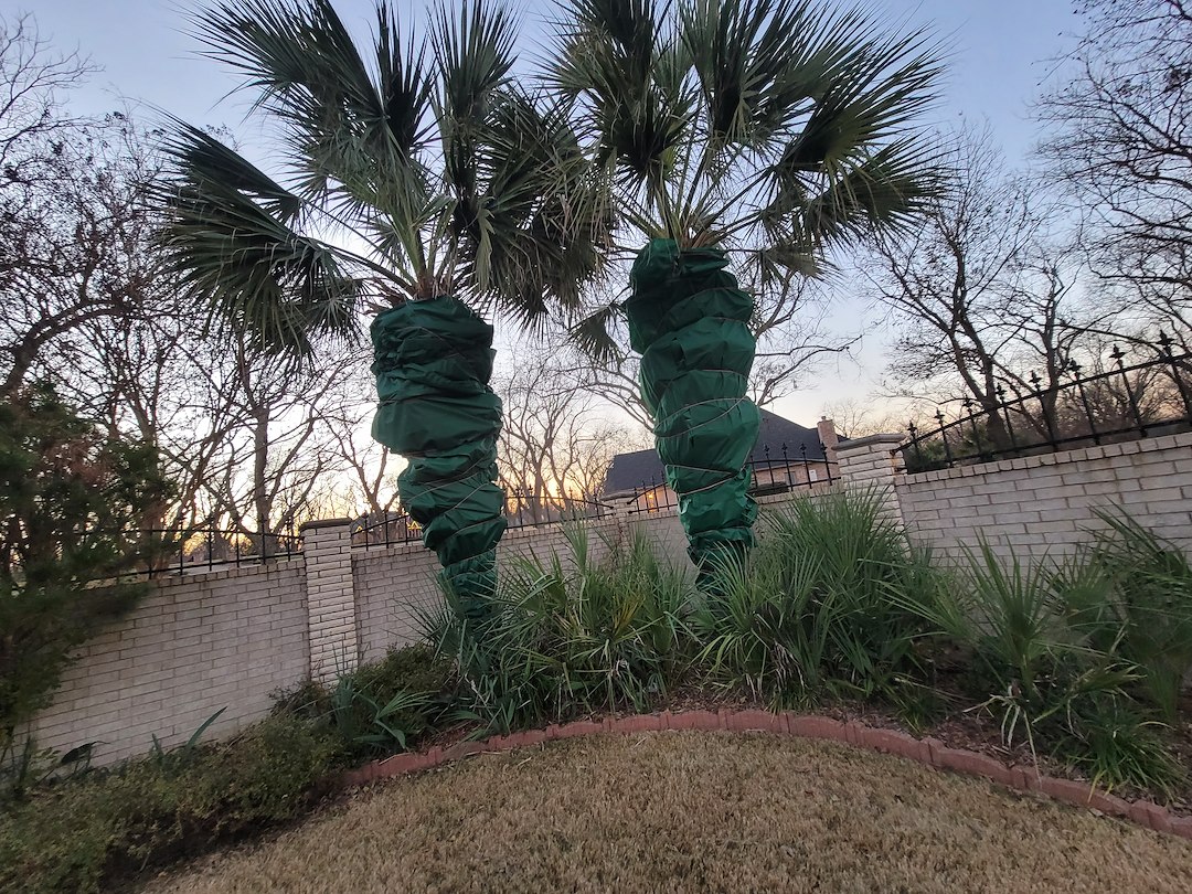Palm tree Winterizing Granbury Texas Thumbnail