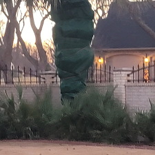 Palm-tree-Winterizing-Granbury-Texas 4
