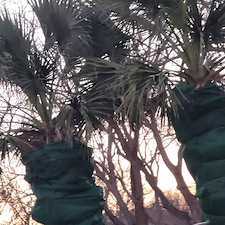 Palm-tree-Winterizing-Granbury-Texas 3