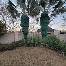 Palm-tree-Winterizing-Granbury-Texas 2