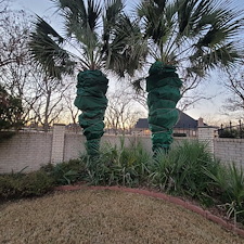 Palm-tree-Winterizing-Granbury-Texas 1