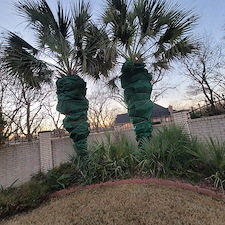 Palm-tree-Winterizing-Granbury-Texas 0