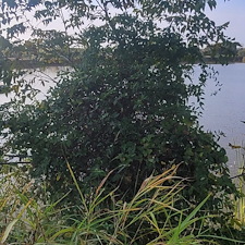 Tree-trimming-and-removal-Granbury-Texas 1