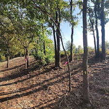 Tree-trimming-and-removal-Granbury-Texas 6