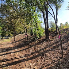 Tree-trimming-and-removal-Granbury-Texas 7