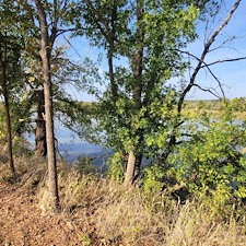 Tree-trimming-and-removal-Granbury-Texas 9