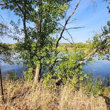 Tree-trimming-and-removal-Granbury-Texas 10