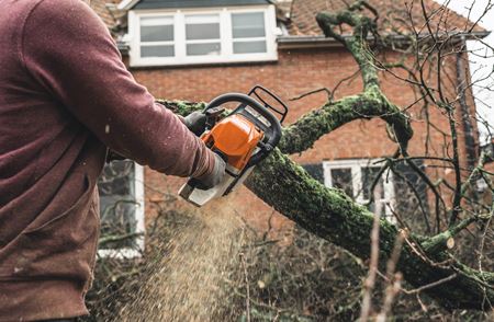 Tree Trimming