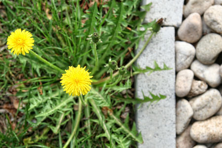 Weed Control & Lawn Fertilizing